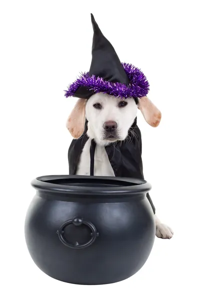Собака Хэллоуина — стоковое фото