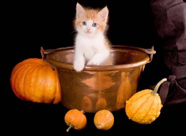 Кошка Хэллоуин — стоковое фото