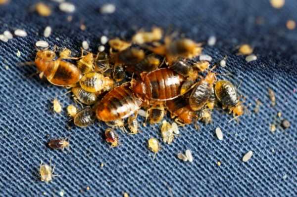 Как избавиться от клопов и тараканов в домашних условиях