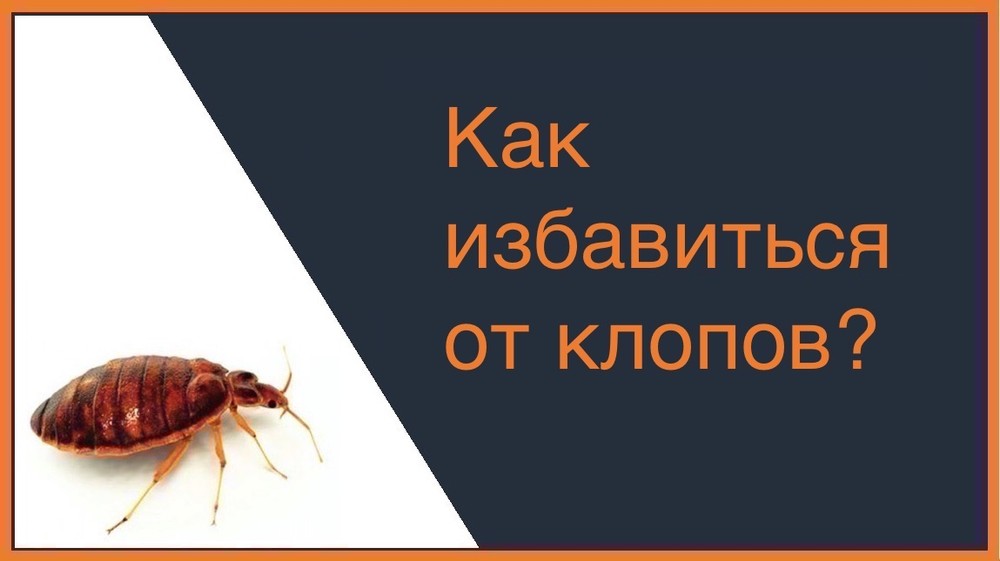 Как избавиться от клопов – Омск