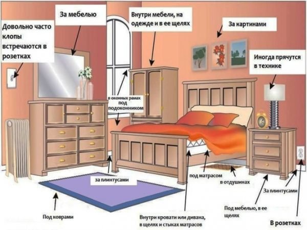 Места обитания клопов в квартире