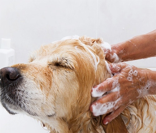 собаки подвергаются обработке не реже одного раза в месяц с использованием спрея или шампуня
