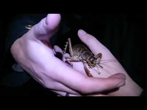hqdefault ТОП 10 Самые большие насекомые в мире
