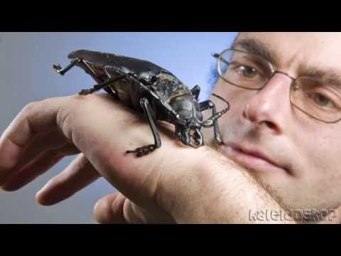 hqdefault ТОП 10 Самые большие насекомые в мире