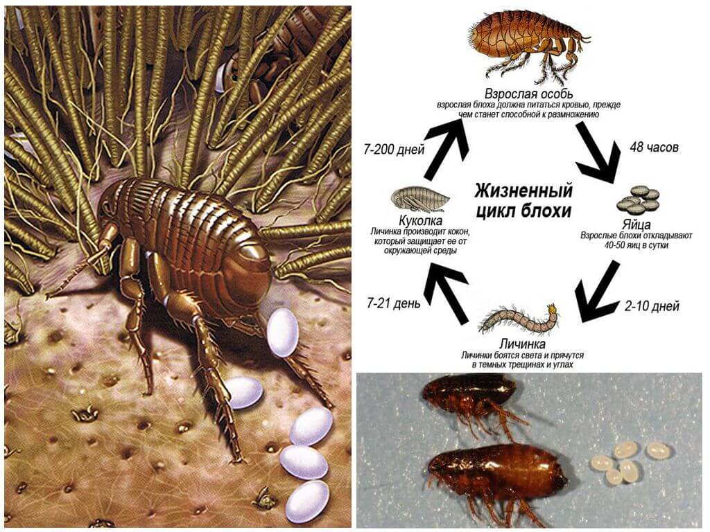Размножение блох