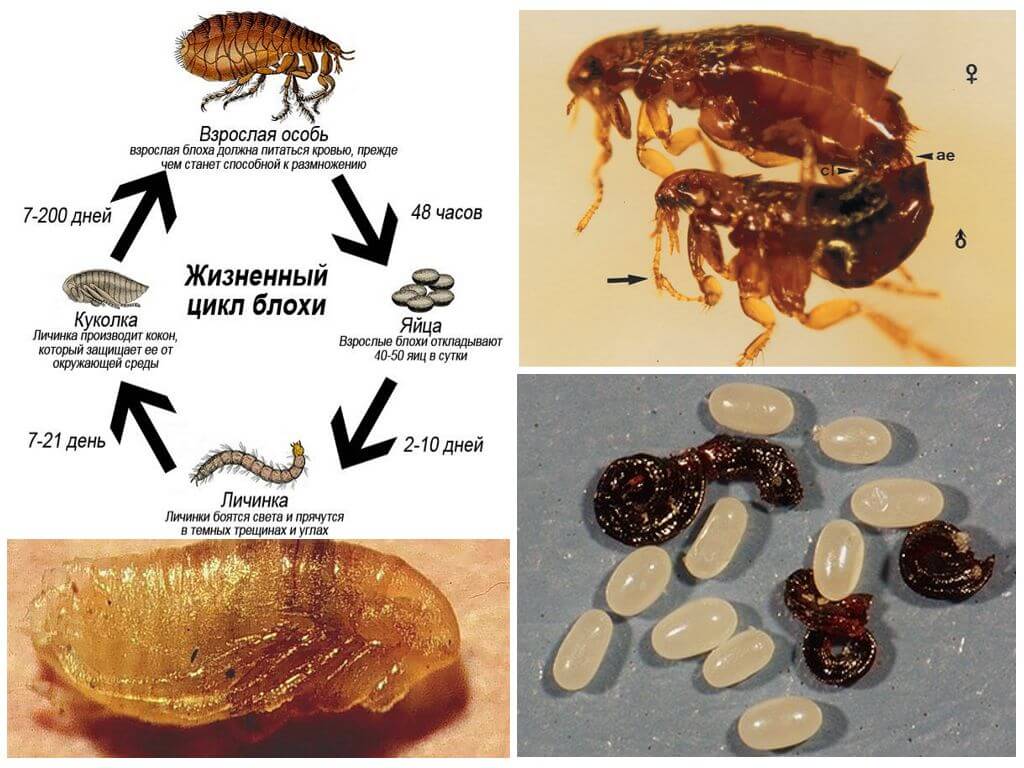 Жизненный цикл блохи