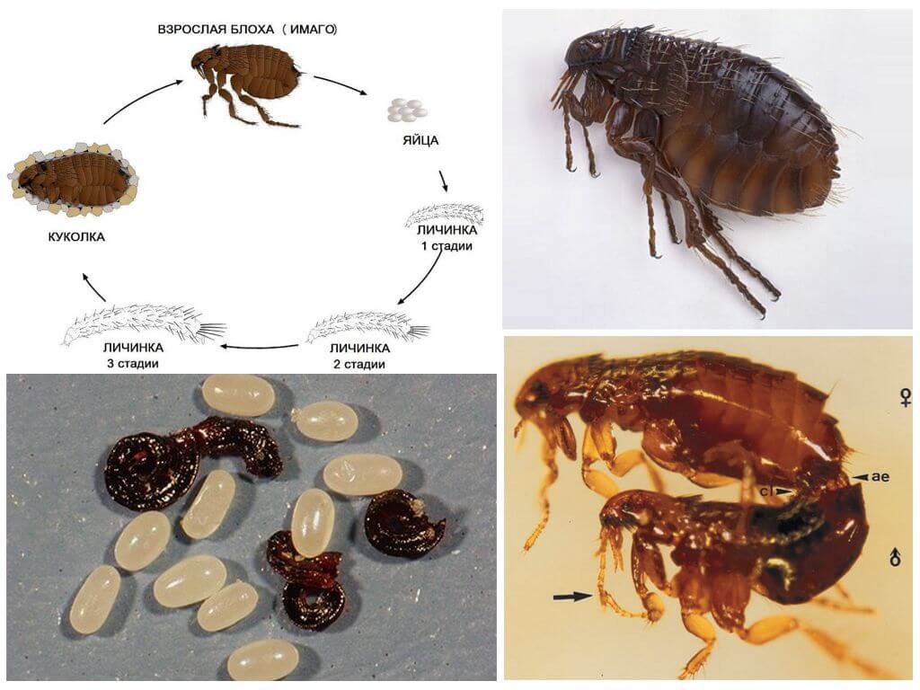 Размножение собачьей блохи