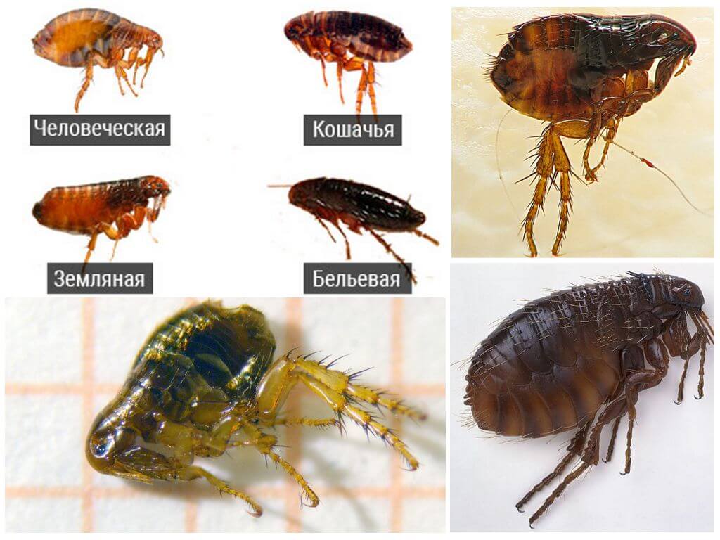 Разновидность блох